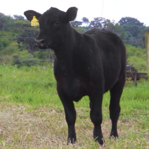Lote - 09