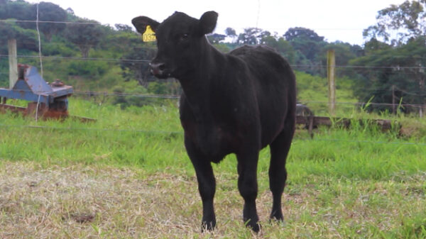 Lote - 08